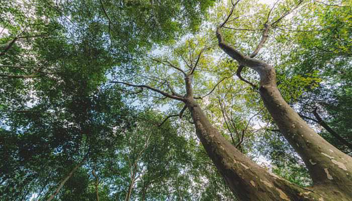 樹干上為什么涂上白色的東西 樹干為什么要涂成白色