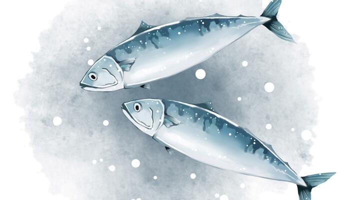 北海道沿岸现大量死鱼 可能是水温急速下降所致在雪中