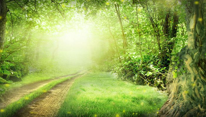 樹干上為什么涂上白色的東西 樹干為什么要涂成白色