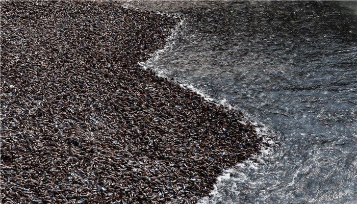 貽貝是什么東西 貽貝是哪種東西