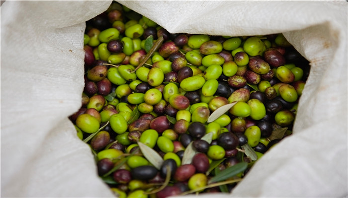 甜橄欖是人工還是自然 甜種橄欖是人工的還是自然的