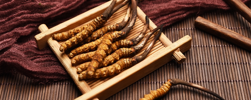 干的冬蟲夏草要不要放冰箱 干的冬蟲夏草需要放冰箱嗎