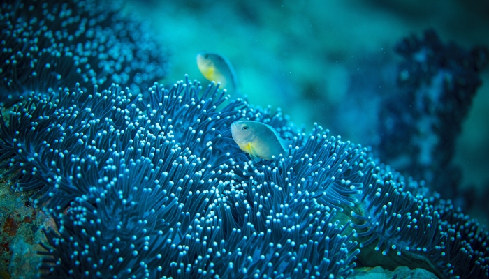 西沙群岛一带海水五光十色的原因是什么 西沙群岛海水五光十色是为什么