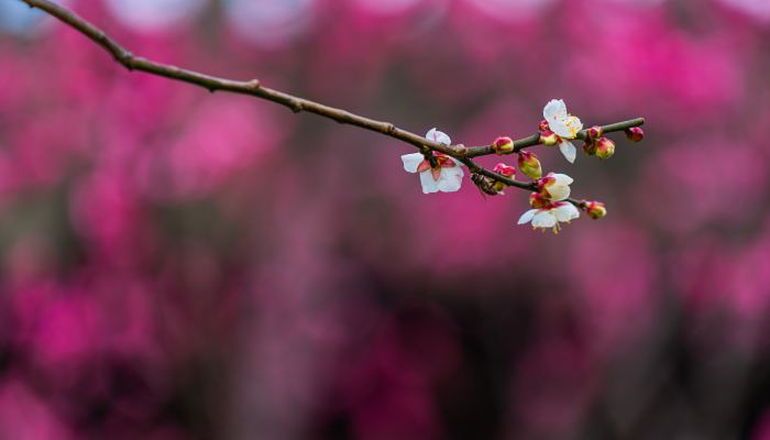 雨水节气的含义是什么意思 雨水节气代表什么