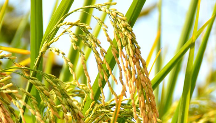 雨水节气的含义是什么意思 雨水节气代表什么