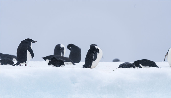 南极洲气候极其寒冷的原因 南极洲气候极为严寒的原因