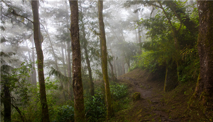 热带雨林气候分布规律 热带雨林气候的分布规律特点