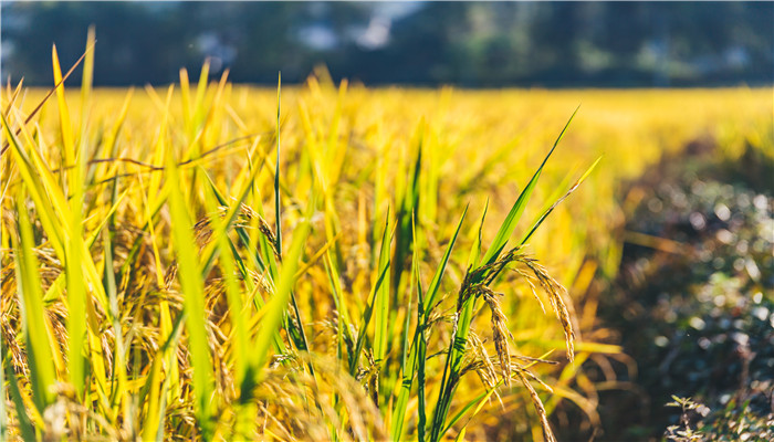 世界上最早种植水稻的国家是哪个 世上最早种水稻的国家是什么国家