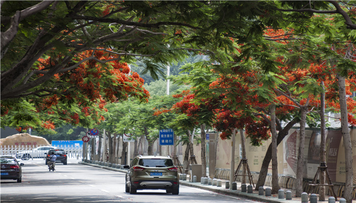 厦门市和台南市的市树是哪种树 厦门与台南的市树是什么