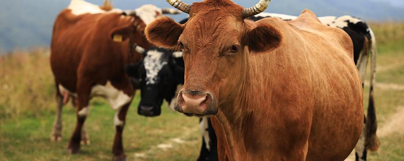 人類有色盲癥那動物中也有色盲嗎 動物會不會得色盲癥