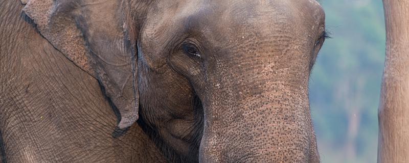 大象的鼻子里有骨头吗 大象鼻子有没有骨头