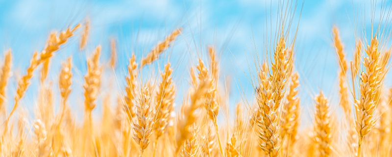 为什么冬小麦不能春播 为什么冬小麦不能在春天播种