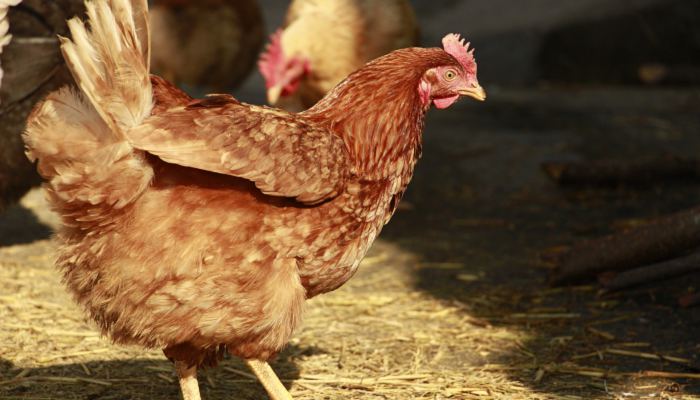 中国一年吃掉近50亿只白羽肉鸡 白羽鸡和普通鸡的区别有什么营养