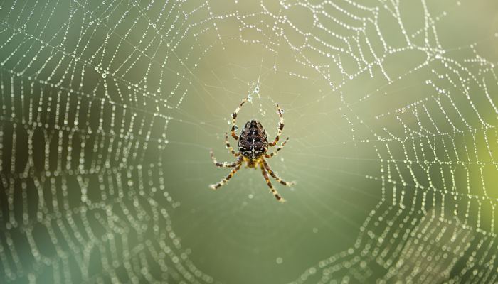 世界上最大的蜘蛛是什么蜘蛛 世上最大的蜘蛛是哪种蜘蛛