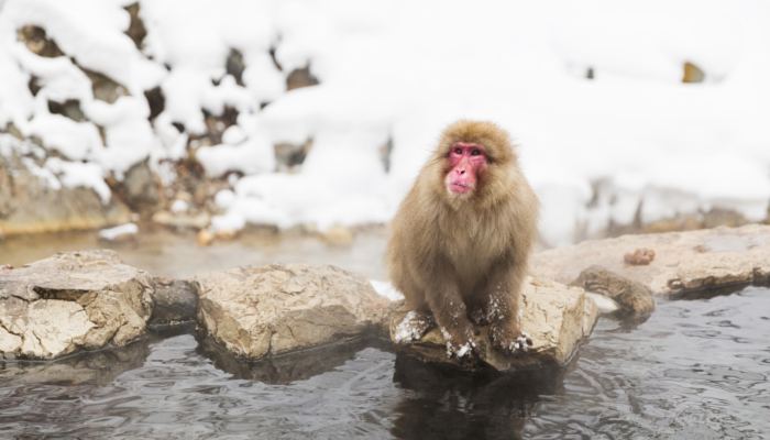 金丝猴被市民发现后遭投喂嘴起泡 专家：因进食太杂生病