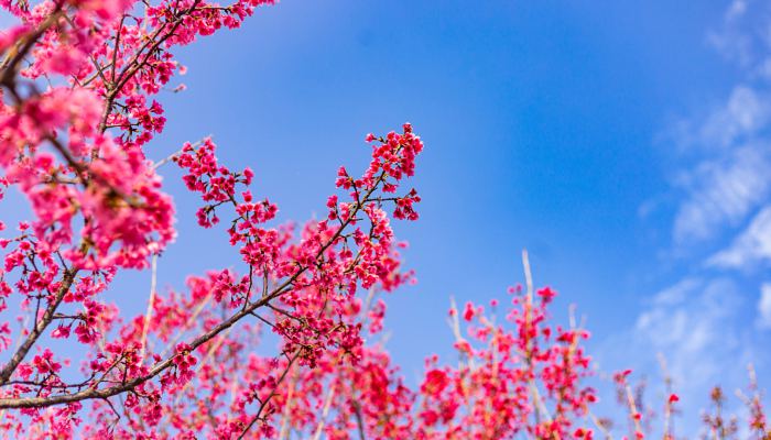 2022年贵安樱花季赏花交通预测分析 车辆停放问题或将远远超过往年