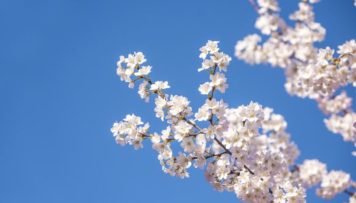 2022武汉樱花预报：3月15日左右就能去看樱花了