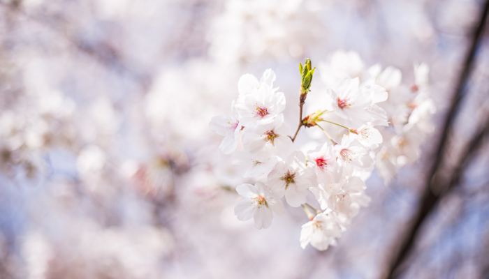 2022武汉樱花预报：3月15日左右就能去看樱花了