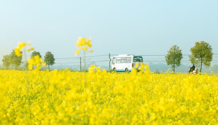 2022湖南油菜花花期预报来了 5大观赏地最佳观赏期