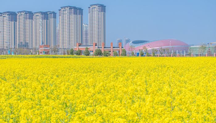 2022湖南油菜花花期预报来了 5大观赏地最佳观赏期