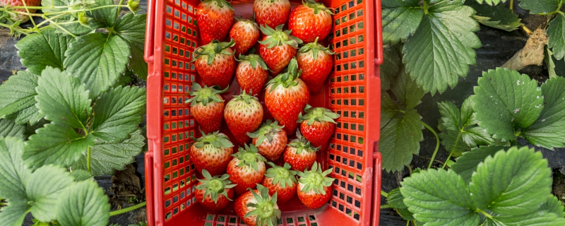 草莓什么季节吃最合适 草莓哪个季节吃最好