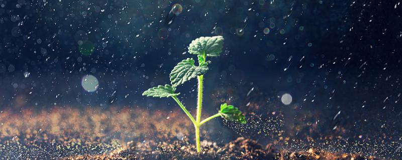 2022春分下雨好還是不下雨好 春分下雨有什么說法