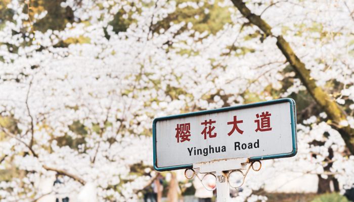 武汉大学樱花绽放 去不了现场我们可以云赏花