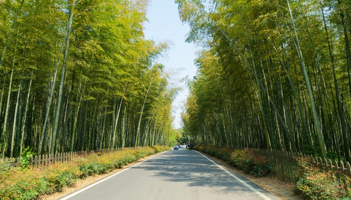 中国最大的竹林公园 中国面积最大的竹林公园