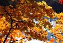 秋分节气的含义是什么 秋分的到来预示着什么