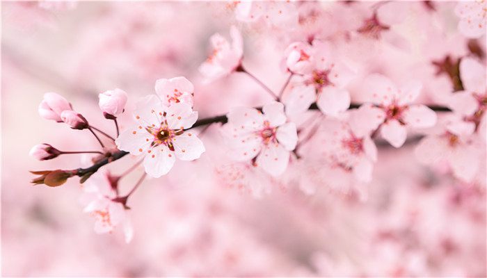 2023櫻花節是幾月幾日 櫻花何時開花