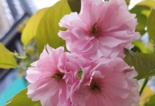 2023青岛樱花节是几月几日 青岛樱花最佳观赏时间表最新