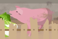 猪场电闸跳闸高温致上千头猪死亡 高温下猪圈如何防暑降温