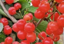 樱桃成熟的季节 樱桃上市的季节是几月