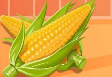 玉米几月份成熟 玉米成熟的季节是几月
