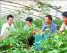 雨水节气蔬菜农事概要