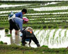 雨水节气做好麦田播种工作