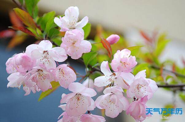 2016年绍兴樱花节是什么时候