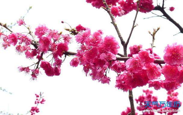 2016年北京樱花节是什么时候