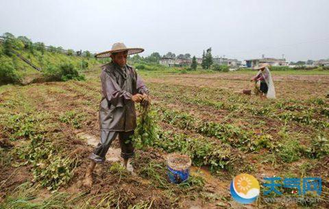 村民忙着抢收被洪水淹过的红衣花生,降低受灾损失.