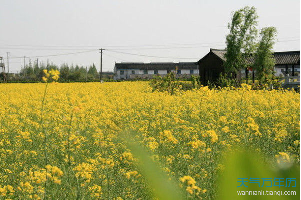 2022油菜花节时间2022油菜花节是什么时候2022油菜花什么时候开