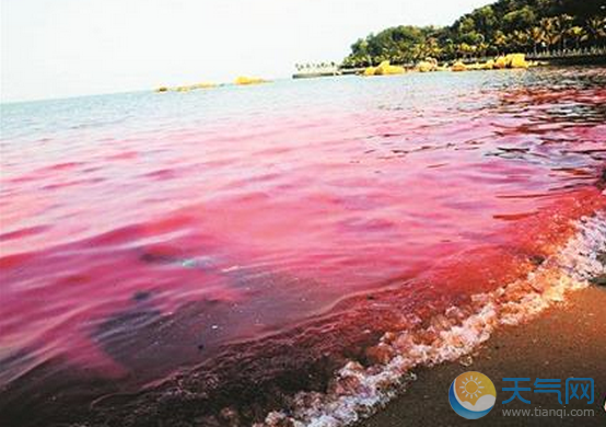 天气 热门标签 赤潮福建部分海域出现赤潮 省药监局发布风险提醒