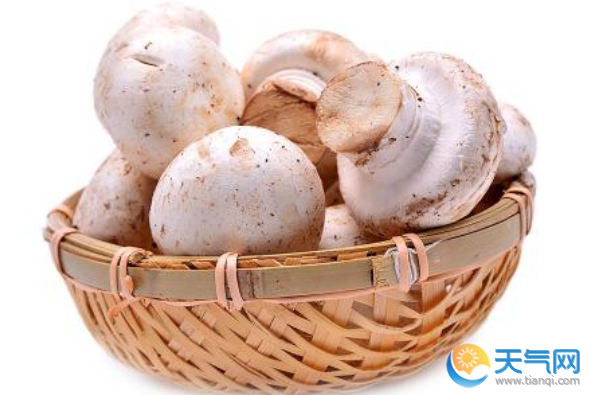 口蘑的功效与作用 口蘑的营养价值