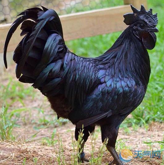 鸡家族中的神秘品种 全身发黑连内脏都是黑色