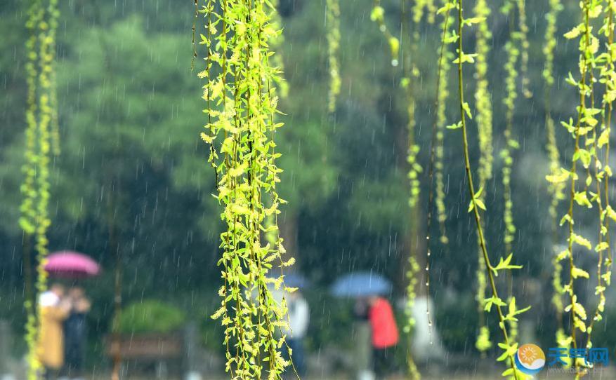 西湖两岸桃红柳绿 春雨潇潇引人向往