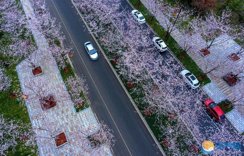 扬州鉴真路樱花大道樱花盛开 香气满园引人醉