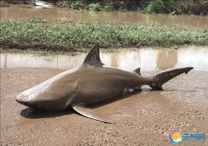 澳洲遭飓风袭击 鲨鱼被吹上陆地