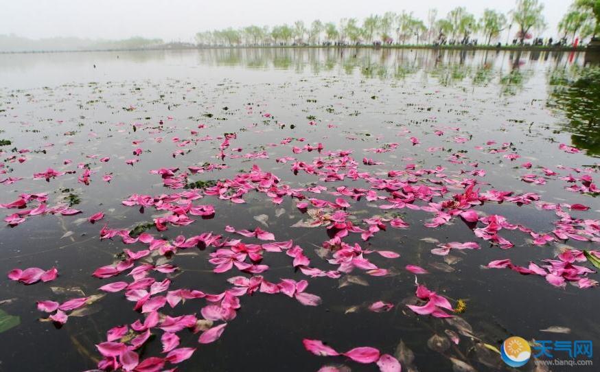 杭州西湖桃花纷飞落地 零落成泥碾作尘