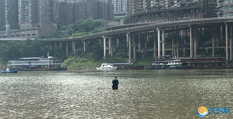 重庆嘉陵江水位过低 河床裸露曾养鸭子