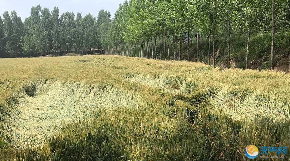 山西临汾小麦倒伏严重 连续降雨惹的祸