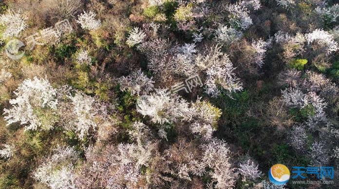 重庆酉阳大涵村野樱盛放 满山白雪点缀一新